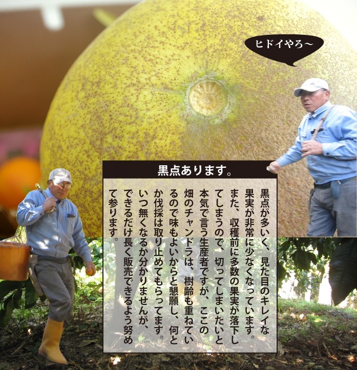 きなはいや - チャンドラポメロ｜Yahoo!ショッピング