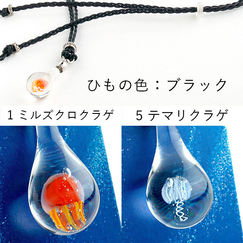 ミルズクロクラゲ・テマリクラゲ