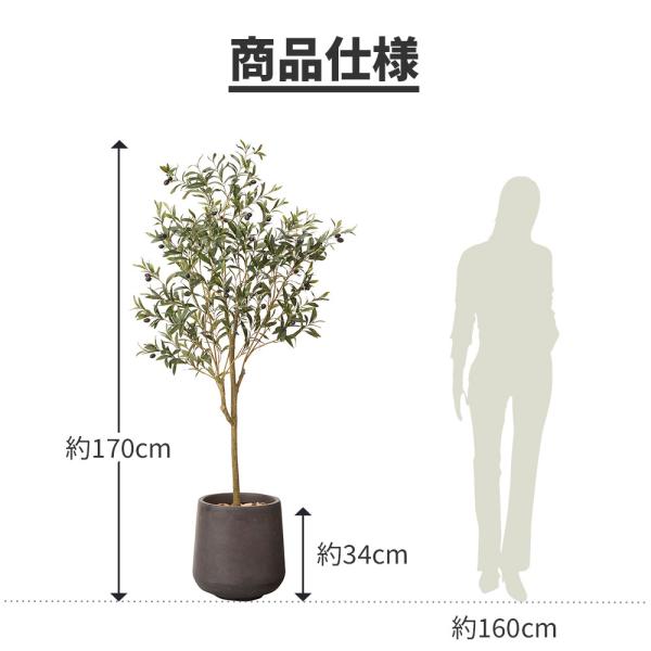 観葉植物 大型 オリーブの木 鉢カバー セット 高品質 アーティ ...