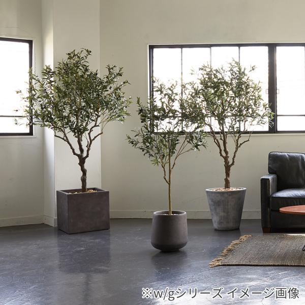 観葉植物 大型 オリーブの木 鉢カバー セット 高品質 アーティ ...