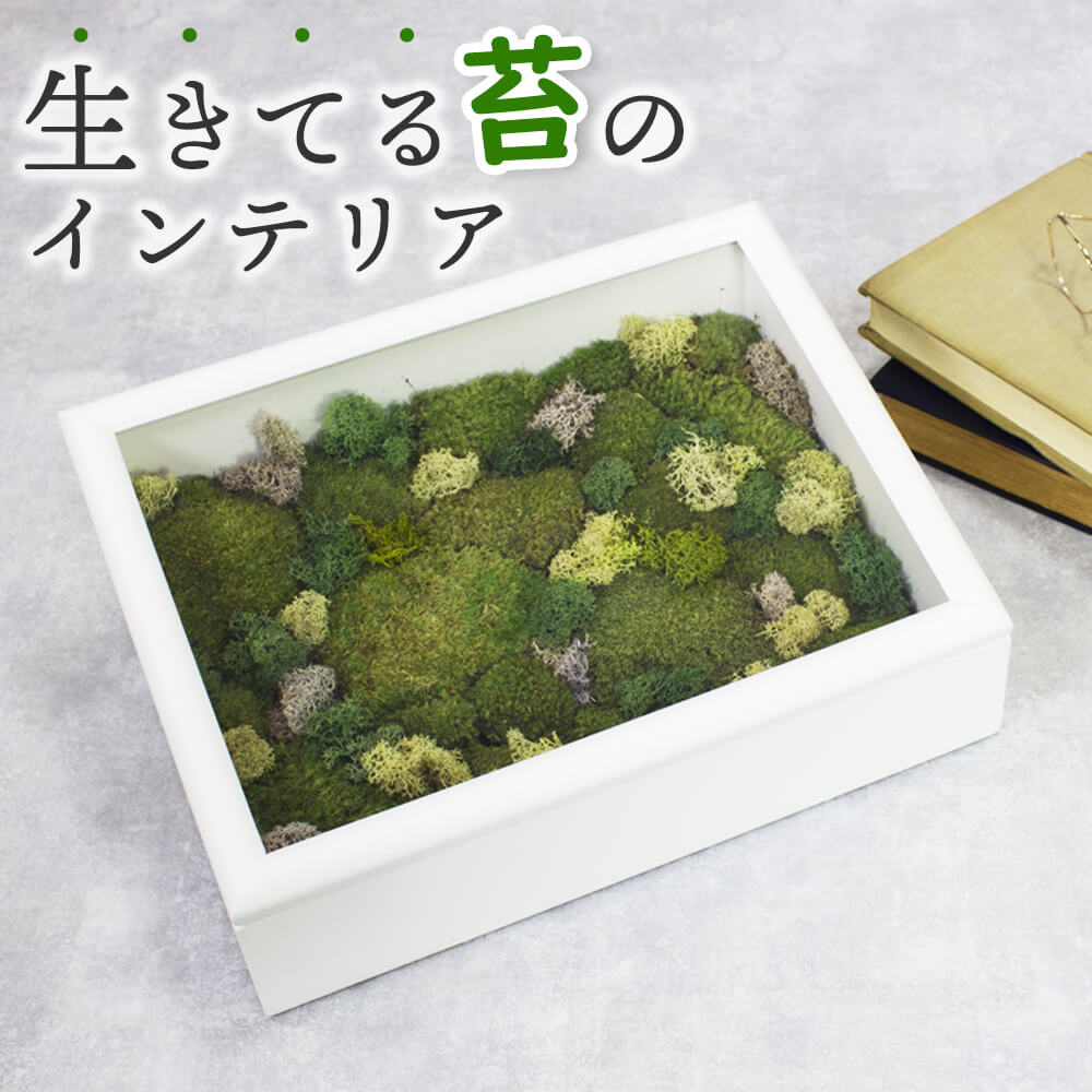 苔 テラリウム インテリア 盆栽 植物 観賞用 趣味 こけ こけ モス 苔リウム ヤマゴケ スカンジナビアモス おしゃれ : pg-11y003 :  キングセレクション - 通販 - Yahoo!ショッピング