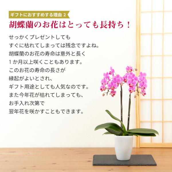 ミニ 胡蝶蘭 マイクロ サイズ 2株ボックス 鉢植え 花 生花 鉢花 3号鉢 