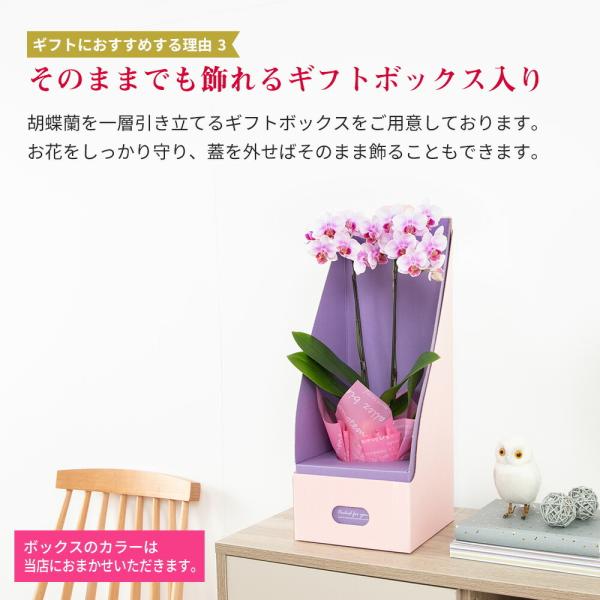 ミニ 胡蝶蘭 マイクロ サイズ 2株ボックス 鉢植え 花 生花 鉢花 3号鉢 