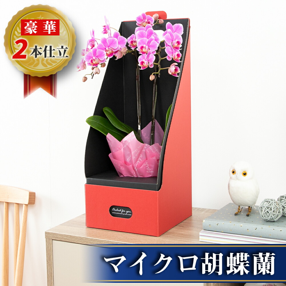 ミニ 胡蝶蘭 マイクロ サイズ 2株ボックス 鉢植え 花 生花 鉢花 3号鉢 