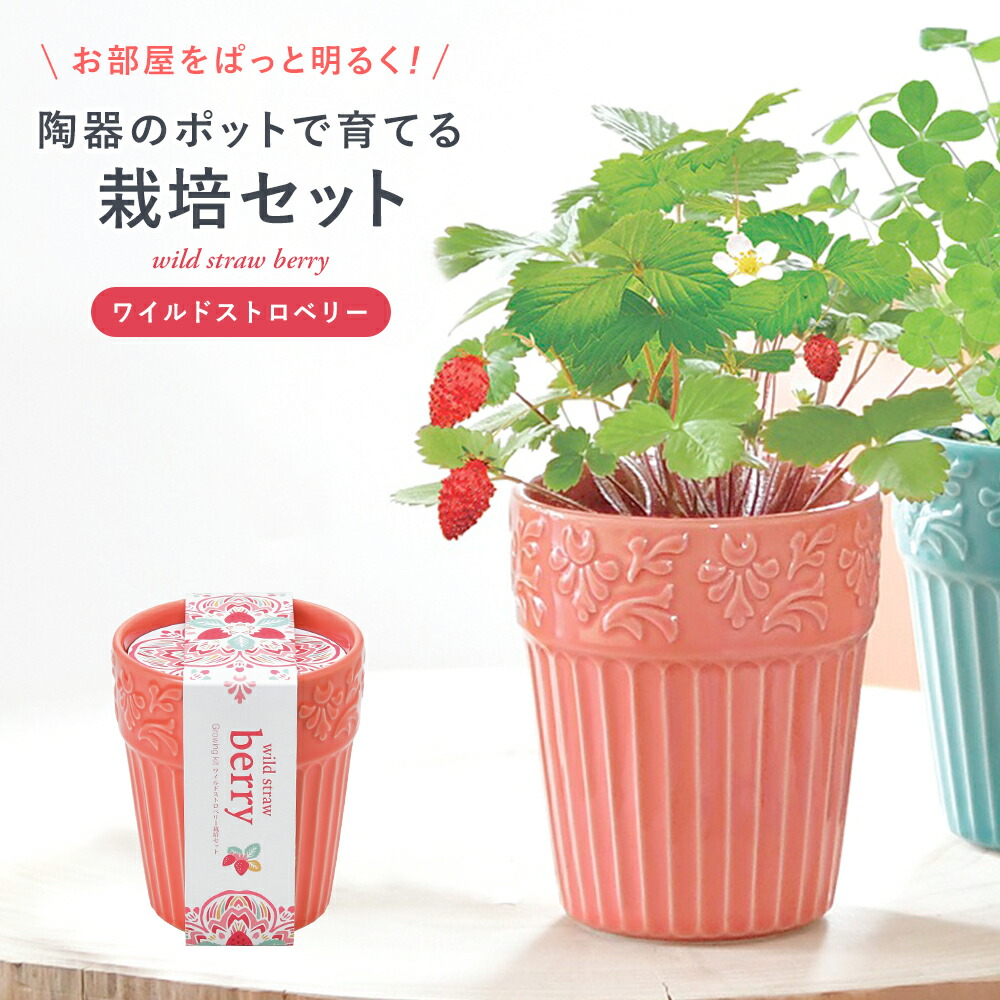 花の種 プレゼントの商品一覧 通販 - Yahoo!ショッピング