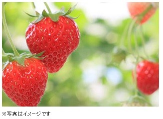 いちご飴 130g入り チャック付き袋入り : 飴菓子専門店 金扇