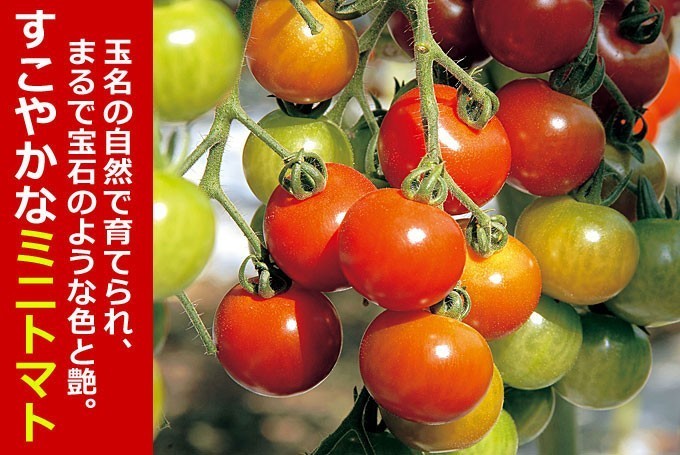 ミニトマト３k（全国最大級の生産地）☆九州・熊本県ＪＡ玉名の名産です。 :1-201:きらめきたまな - 通販 - Yahoo!ショッピング