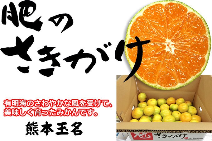 極早生みかん（肥のさきがけ）九州・熊本県玉名産５ｋ :2-202:きらめきたまな - 通販 - Yahoo!ショッピング