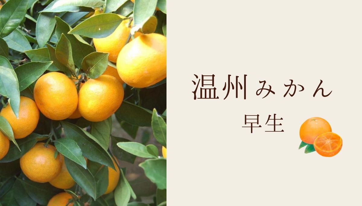 みかん♡ 小原紅みかん香川県産