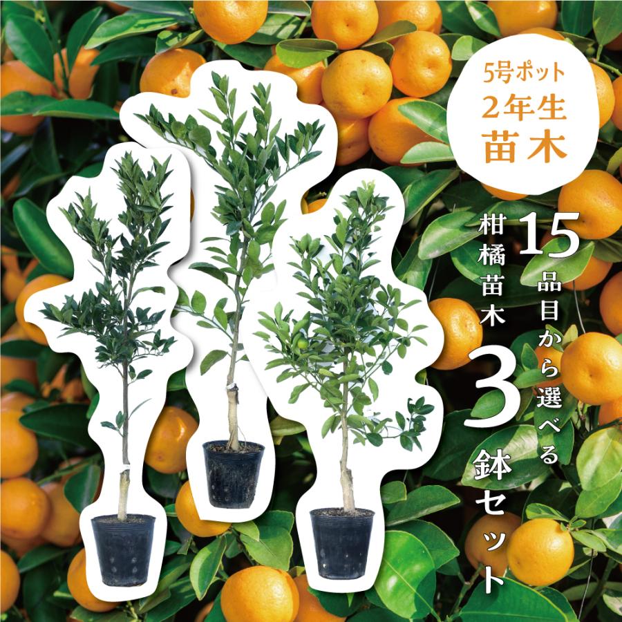 お買い得！青島みかんの苗木　☆根も良く幹もしっかりとした元気な苗木10本set magnet_3hachikikangentei.jpg