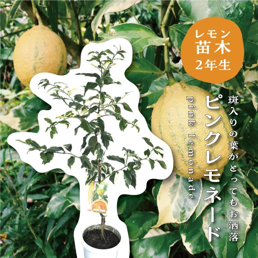 柑橘類の苗木専門店キラリ - Yahoo!ショッピング