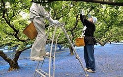 南高梅の収穫