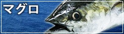 紀州勝浦のマグロ