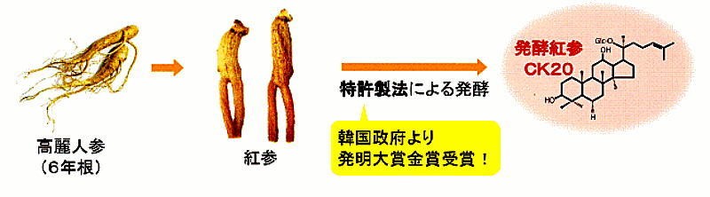 発酵紅参製法