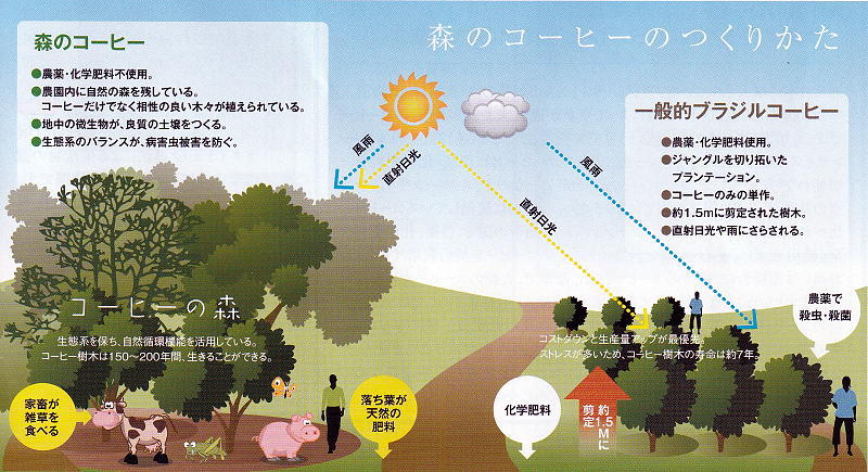森のコーヒーと一般的なブラジルコーヒーの違い