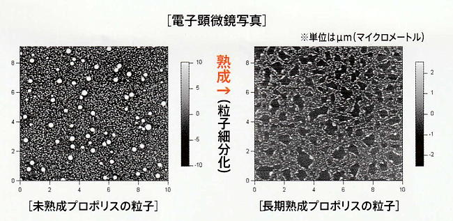 長期熟成プロポリス粒子の顕微鏡比較写真