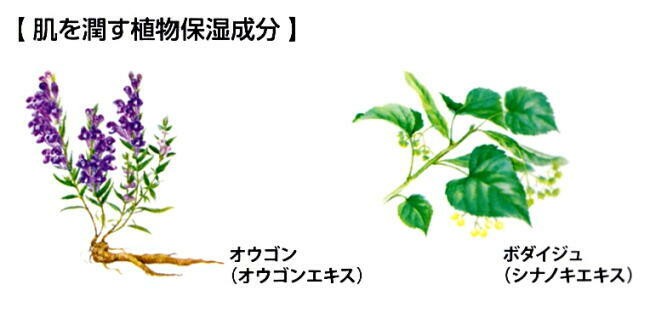 肌を潤す植物保湿成分