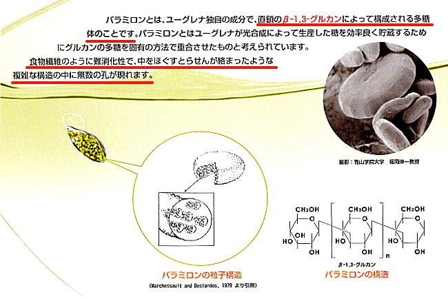 パラミロン多糖体