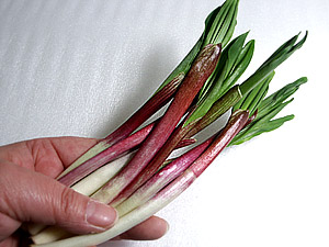 行者ニンニク　HERO様 行者にんにく50g×2パック(北海道産)ハウス栽培 (ヒトビロ