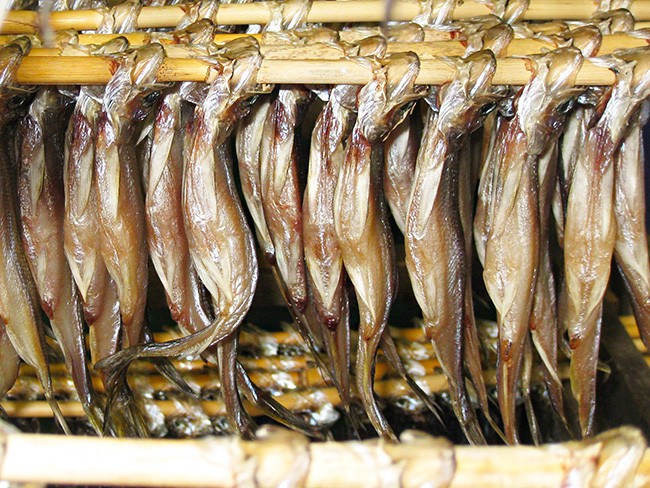 本ししゃもメス30尾(北海道産本柳葉魚)卵を抱えた雌の子持ちシシャモ