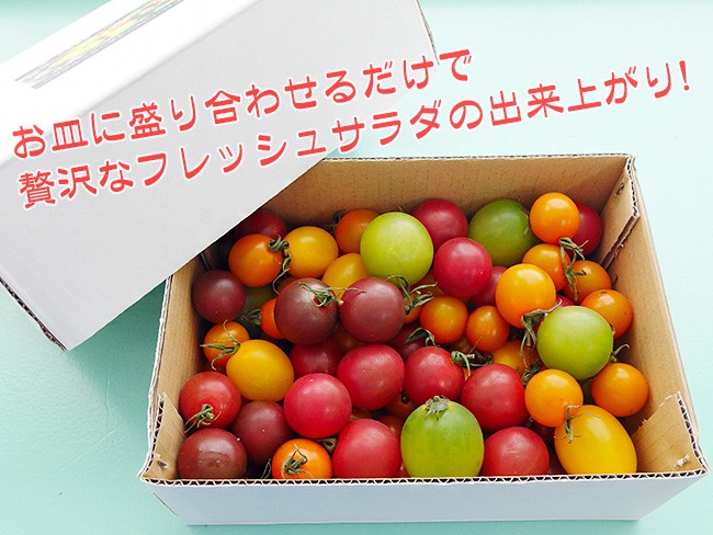 カラフルミニトマト1kg 北海道産トマトの宝石箱 美味しくレアなとまとの詰合せ(TOMATO JEWELRY BOX)