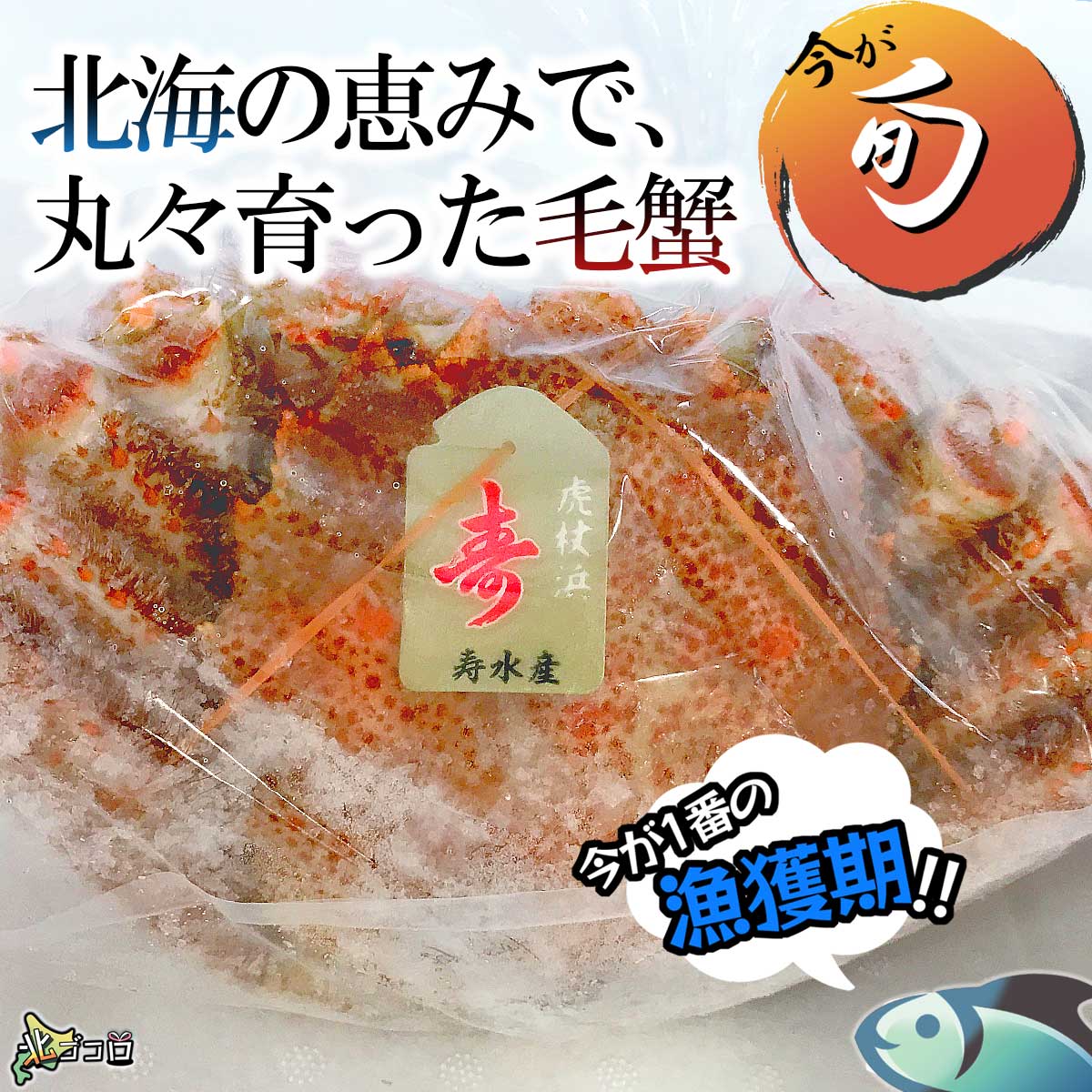 北海の恵みで、丸々育った毛ガニ。今が旬！