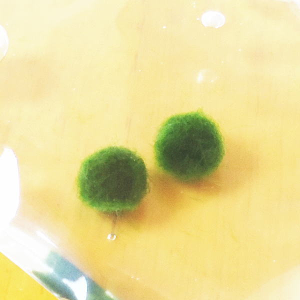 養殖マリモ Ｓサイズ ２個 水草 まりも 毬藻 アクアリウム パック 水道