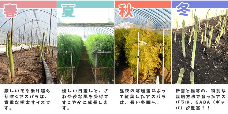 北海道では稀有な産地！季節折々のアスパラガスを楽しめるのは美幌だけ