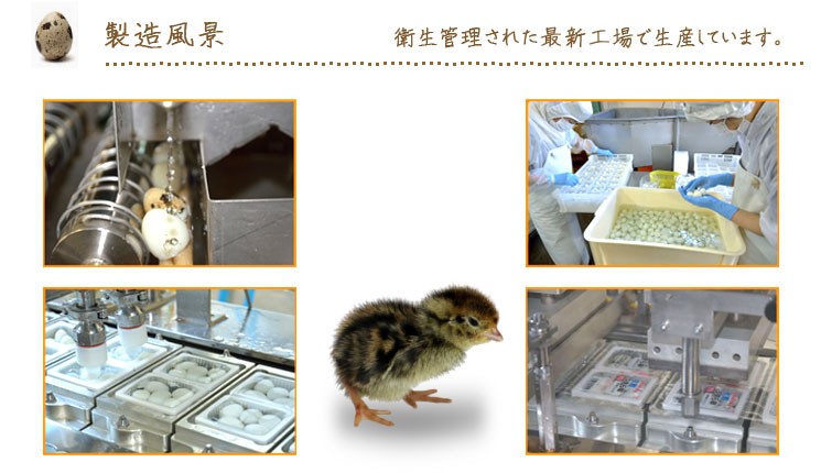 水煮うずらの生産工場紹介します。