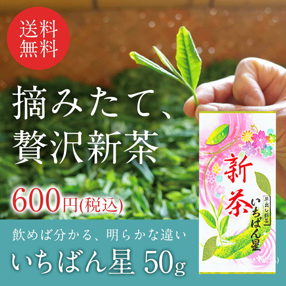 【2023 新茶】いちばん星 50g 緑茶 煎茶 日本茶 宇治茶