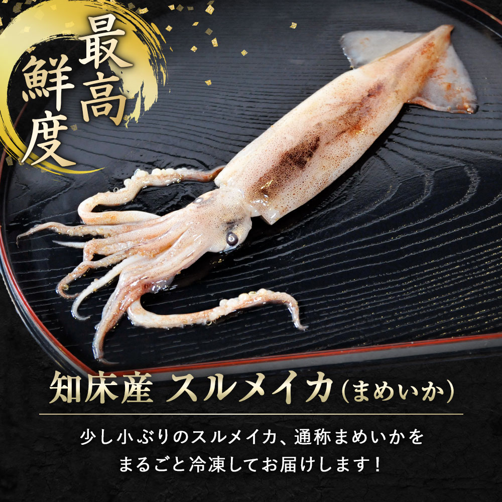 スルメイカ 1kg (10杯前後) 北海道 知床・羅臼産 するめいか まめいか 豆いか いか イカ 烏賊 生冷 冷凍 お取り寄せ 国産 送料無料