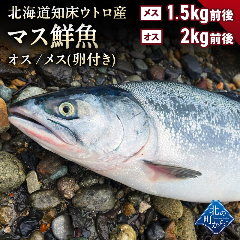 ޥ ̳ƻ ξ山 2kg塿᥹դ1.5kg(᥹ξ4,980) ľ ޤ ƱԲġۡڿȤȯ
