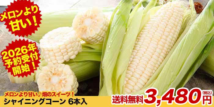 トウモロコシ　ラッシュ２枚+アクセプト2枚 +THE1975 トウモロコシの種【ゴールドラッシュ90】〔F1〕 - 種の専門店 松尾農園