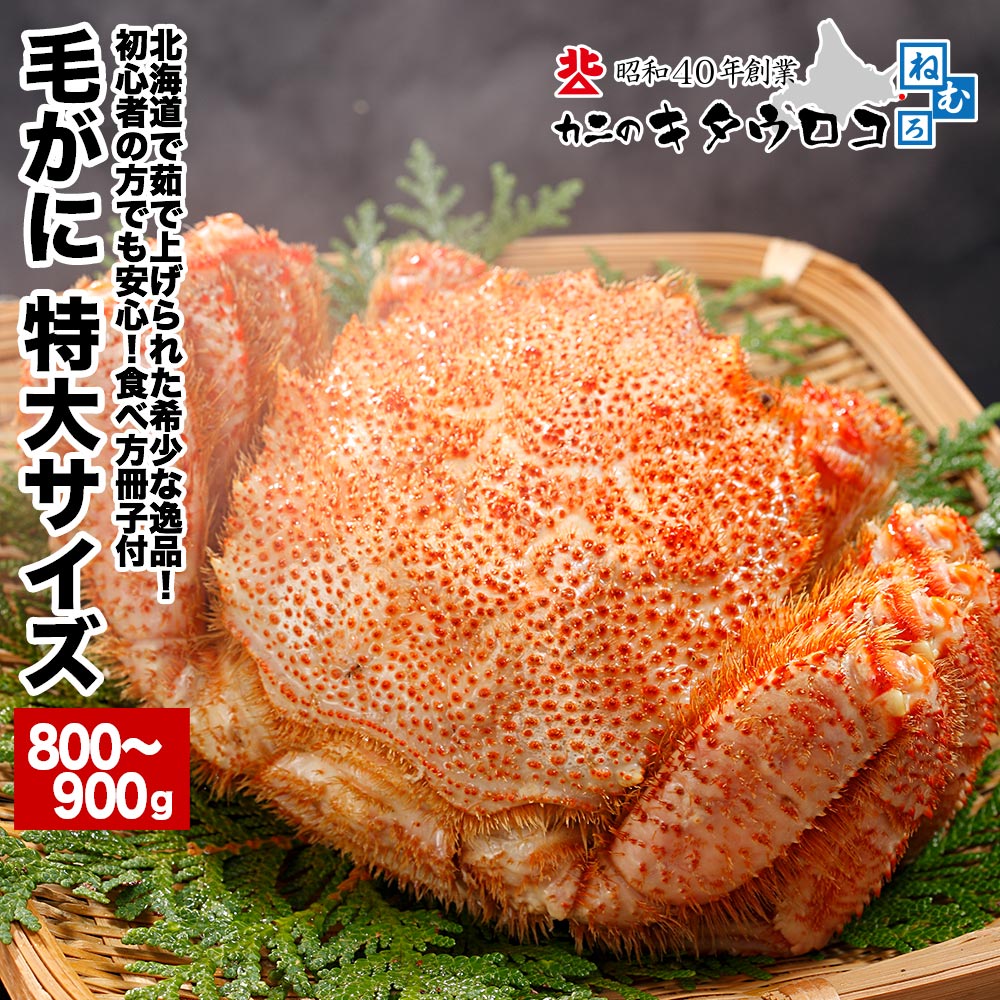 年末指定OK】カニ かに 蟹 特大 毛がに 800〜900g×1尾入 送料無料 毛蟹 毛ガニ ギフト :0-hor-0061-sil:カニのキタウロコ  - 通販 - Yahoo!ショッピング