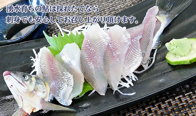 湧水育ちの生鮎は刺身でも召し上がりいただけます