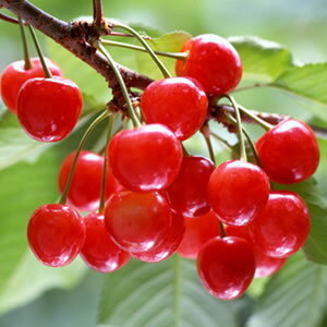 原料はだだちゃ豆と塩のみ