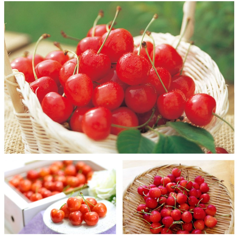 さくらんぼ 佐藤錦 秀選 バラ詰め L 500g 山形県産 ギフト 高級 秀選