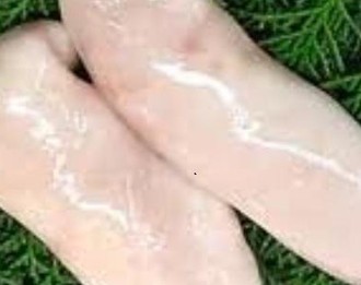 長崎県産泳ぎ活け〆とらふぐ1尾白子付き(約1.2kgサイズ)2人前〜2.5人前