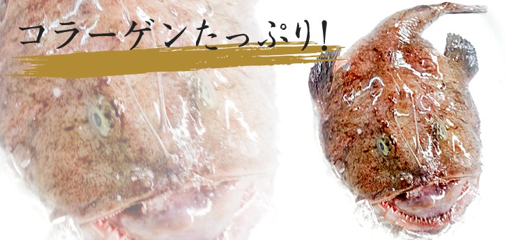 特盛り 生あんこう1尾分1.5kgサイズ（あん肝特大）ギフト あんこう