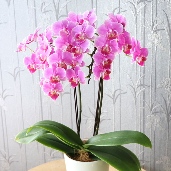 花 プレゼント 鉢植え ギフト 選べるミディ 胡蝶蘭 お祝い 生花 産地