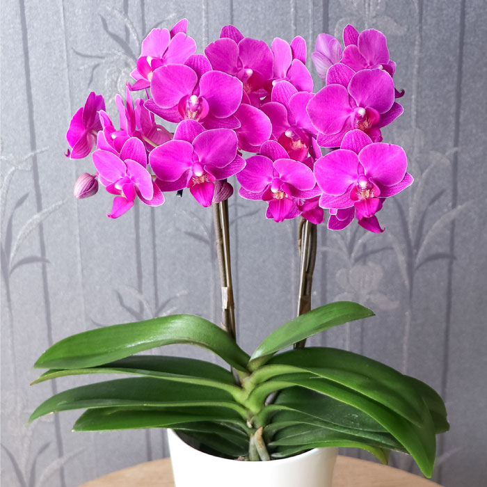 花 プレゼント 鉢植え ギフト 選べるミディ 胡蝶蘭 お祝い 生花 産地
