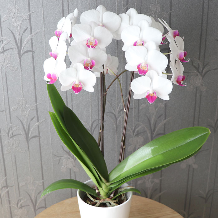 胡蝶蘭 生花 ロング　鉢花 花 プレゼント 鉢植え ギフト 選べるミディ 胡蝶蘭 お祝い 生花 産地
