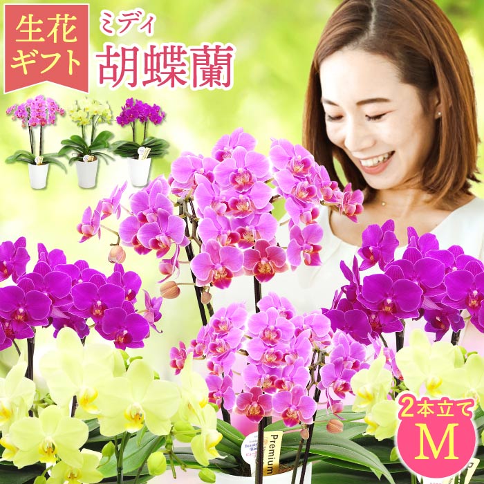 hV̓  v[g A Mtg Iׂ~fB Ӓ j  Yn m   a c 70 җj Ê ̂j