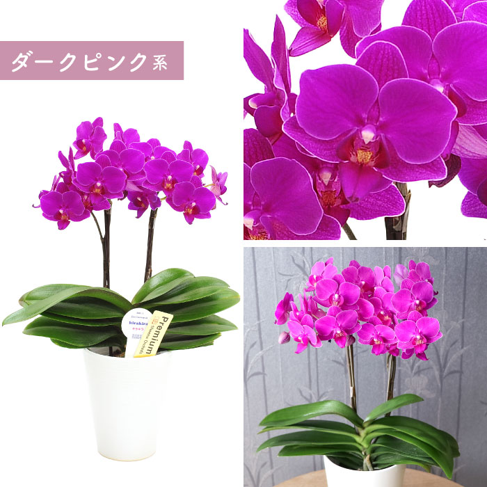 花 プレゼント 鉢植え ギフト 選べるミディ 胡蝶蘭 お祝い 生花 産地