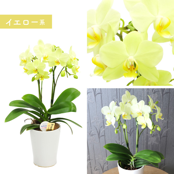 洋ラン 洋蘭のおすすめ人気商品一覧 通販 - Yahoo!ショッピング
