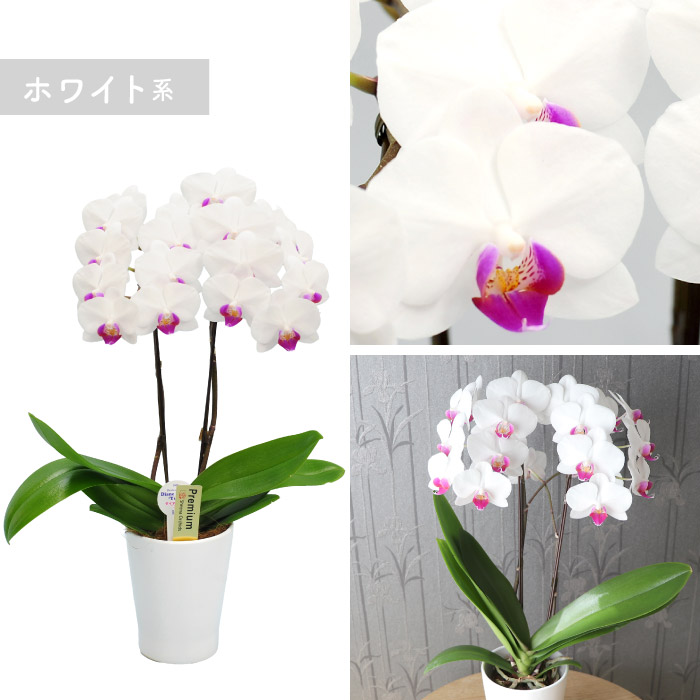 洋ラン 洋蘭のおすすめ人気商品一覧 通販 - Yahoo!ショッピング