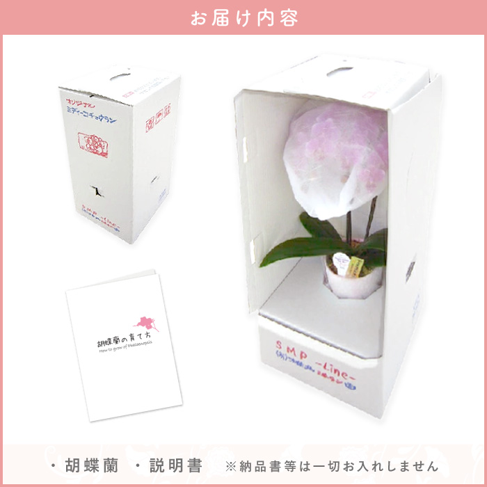 花 プレゼント 鉢植え ギフト 選べるミディ 胡蝶蘭 お祝い 生花 産地