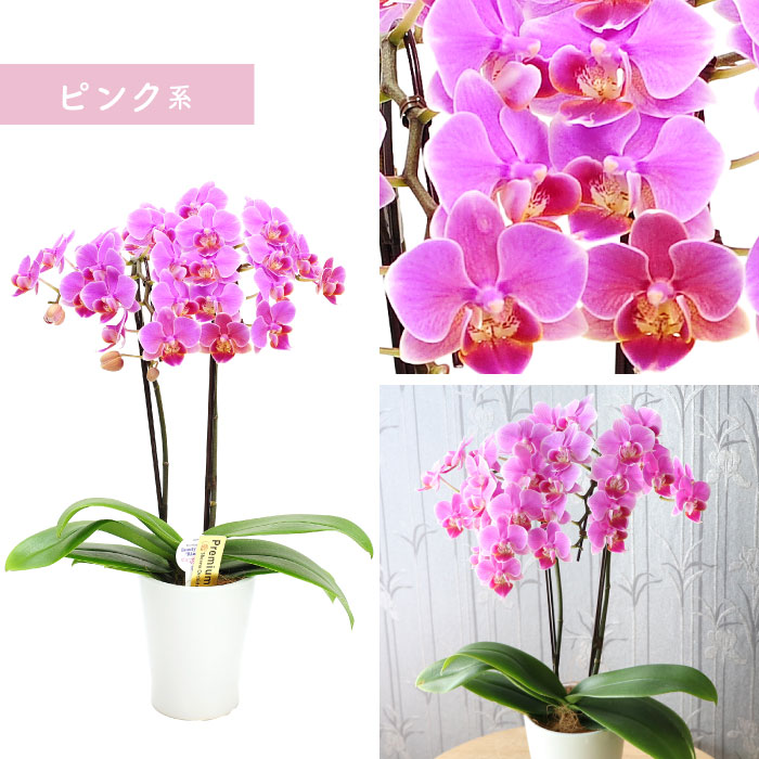洋ラン 洋蘭のおすすめ人気商品一覧 通販 - Yahoo!ショッピング