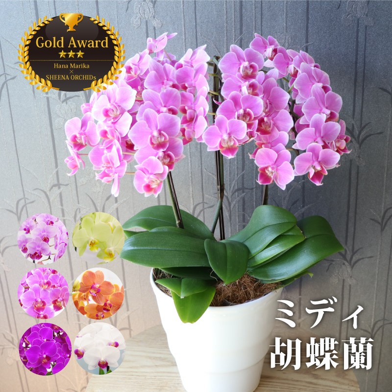 鉢植えの花 ギフトプレゼント 椎名洋ラン園 ミディ 胡蝶蘭 5.5号 3F 鉢