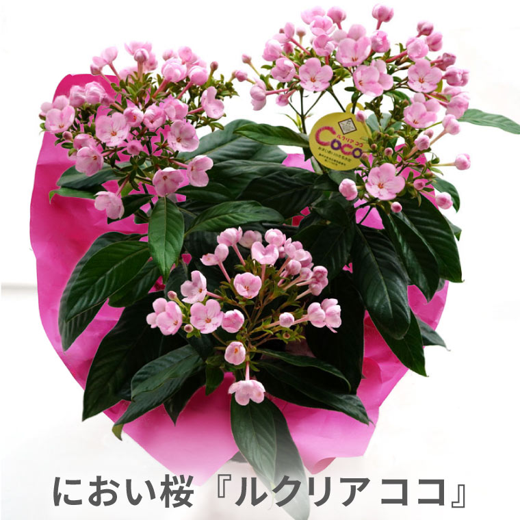 グリコ おまけ〈お花 鉢植え 5色 5点セット〉 花 鉢植え プレゼント ギフト 鉢花 登坂園芸 におい桜 ルクリアココ 5